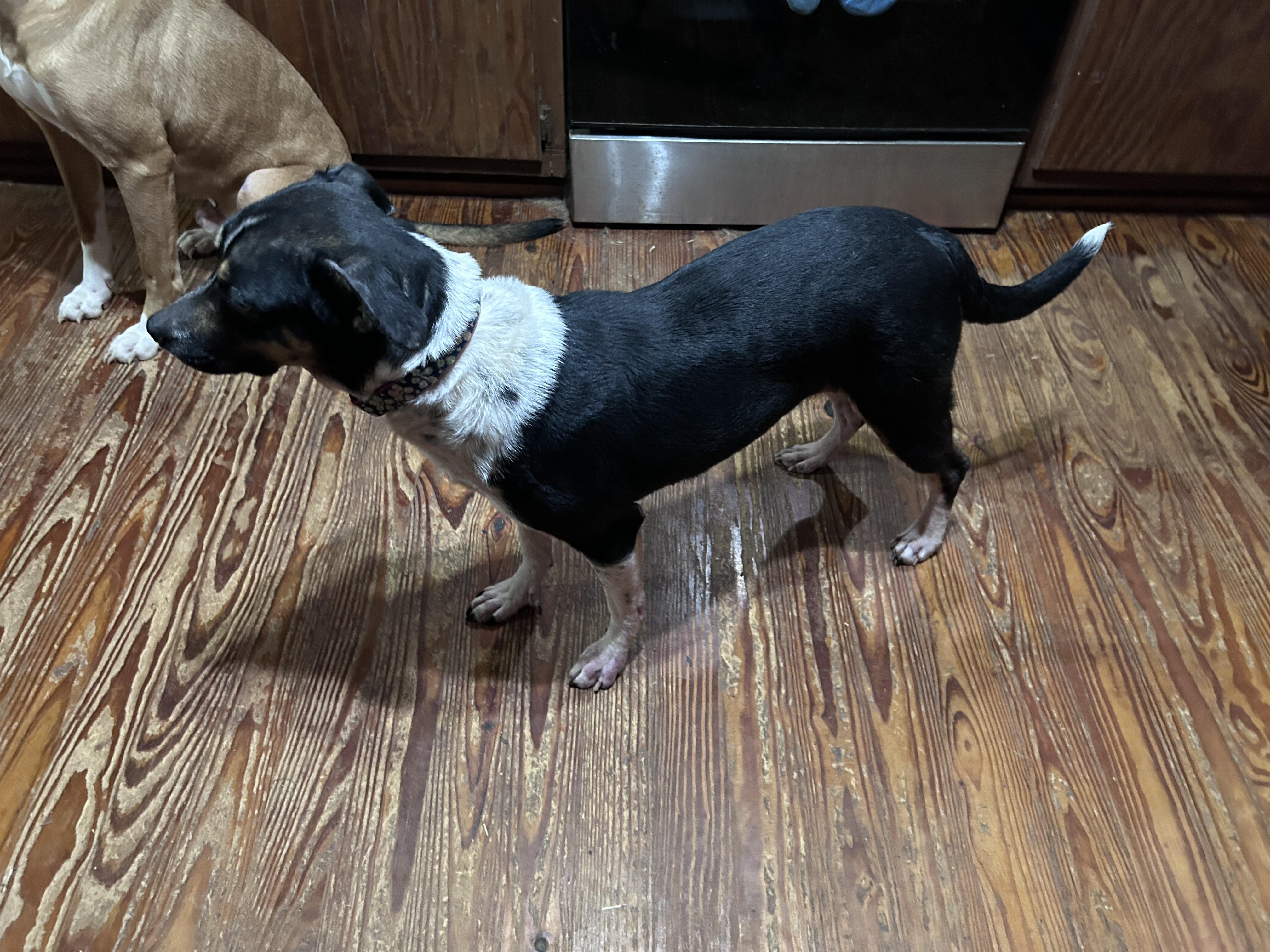 Enlarge Penny, a Adoptable Mixed Breed in Waynesboro, TN image 2/4