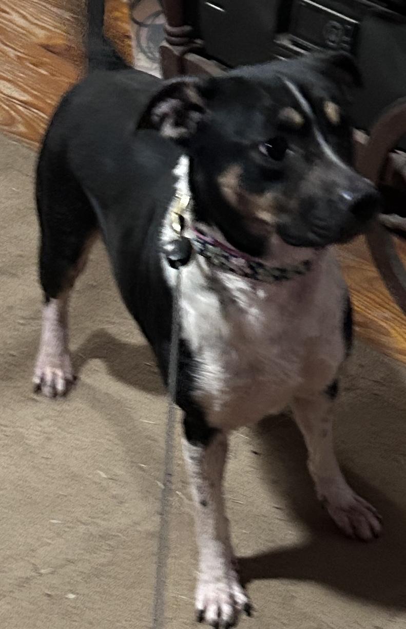 Penny, Adoptable, Adult Female Mixed Breed.