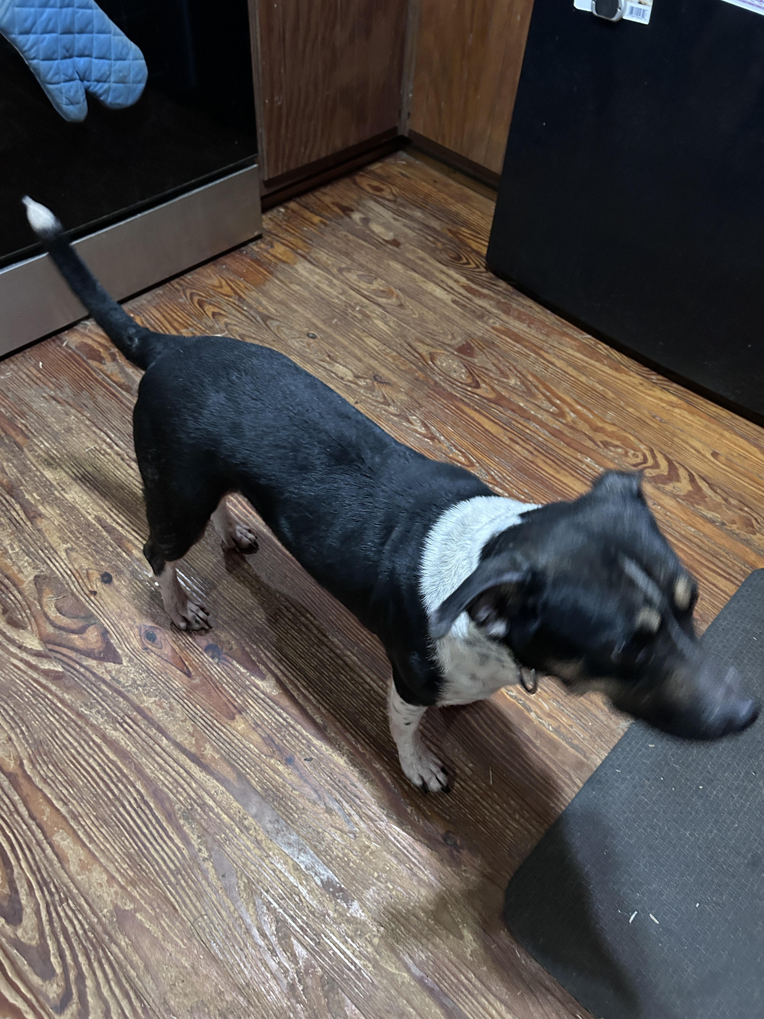 Enlarge Penny, a Adoptable Mixed Breed in Waynesboro, TN image 4/4