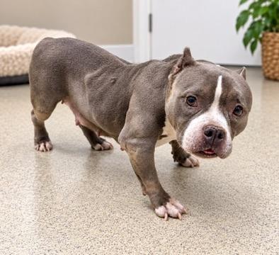 Enlarge Roxy, a Adoptable American Bully in Petersburg, VA image 3/6