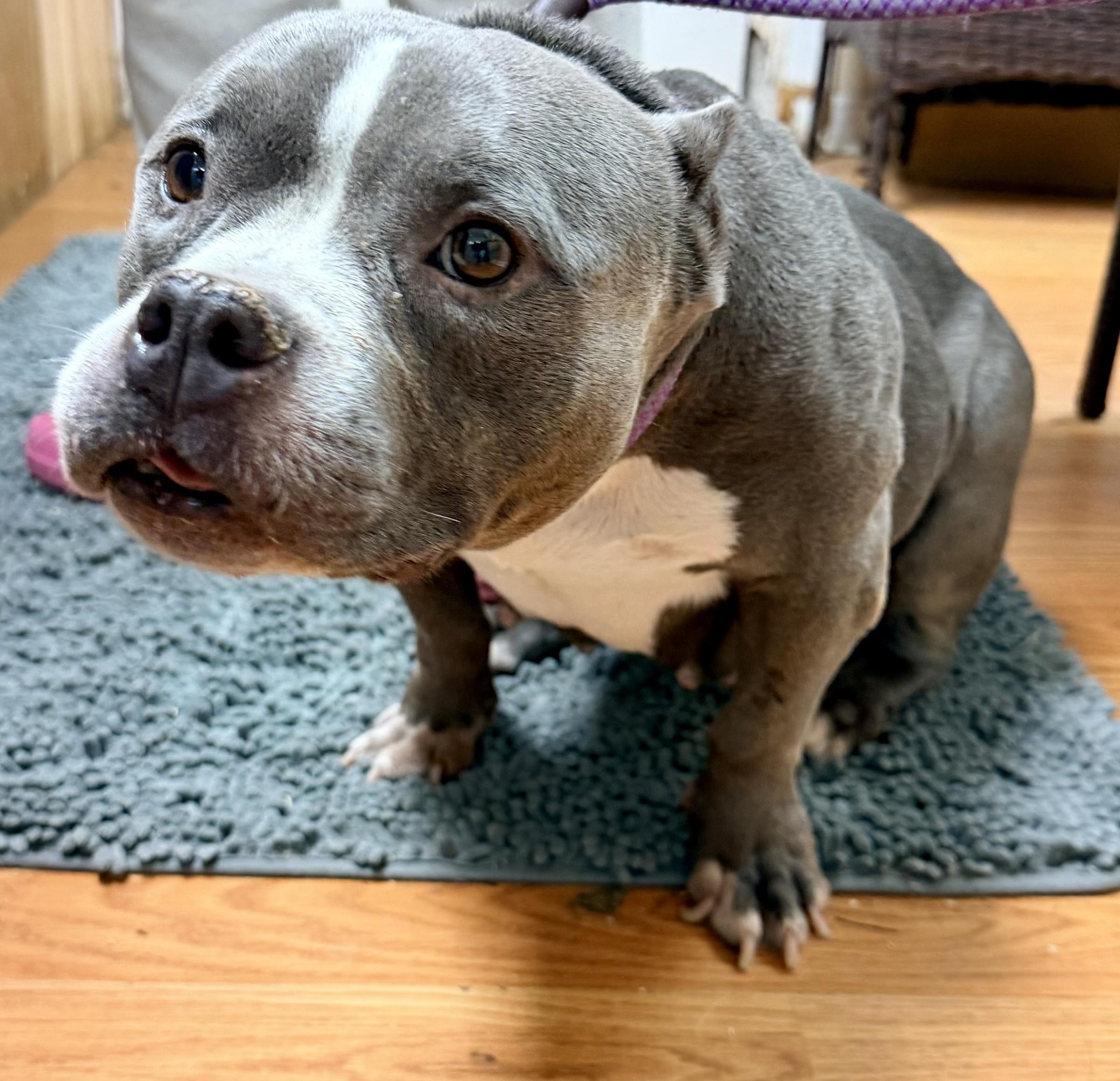 Enlarge Roxy, a Adoptable American Bully in Petersburg, VA image 6/6