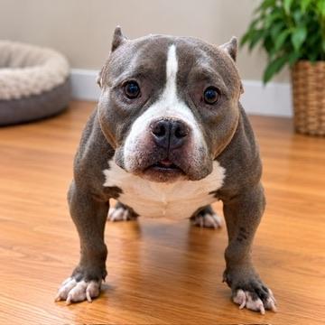 Enlarge Roxy, a Adoptable American Bully in Petersburg, VA image 2/6