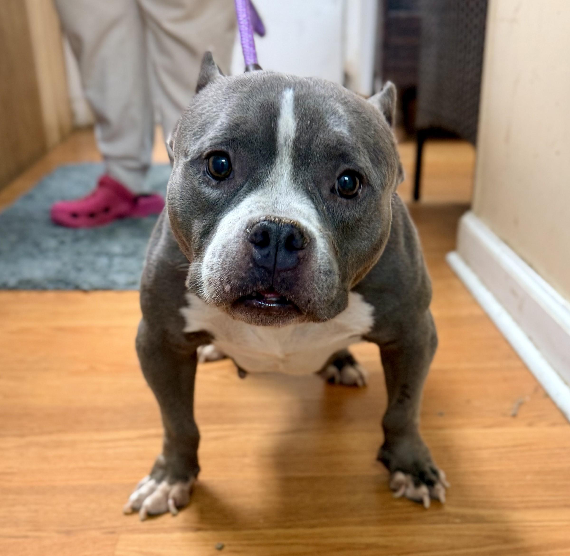 Enlarge Roxy, a Adoptable American Bully in Petersburg, VA image 4/6