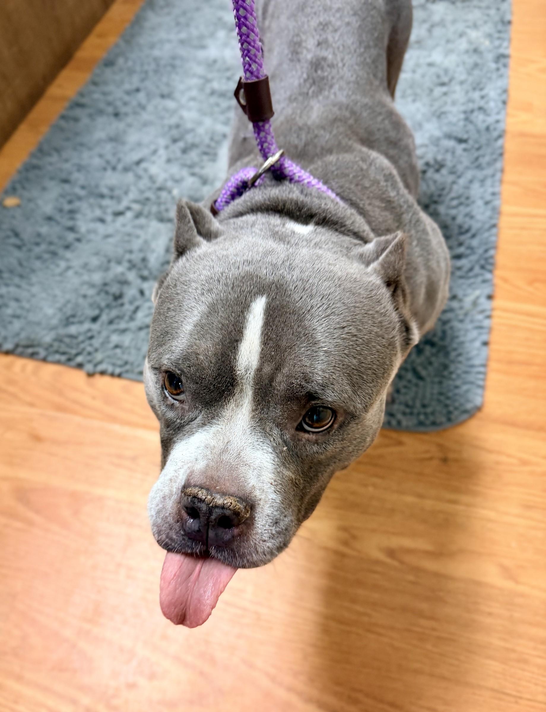 Enlarge Roxy, a Adoptable American Bully in Petersburg, VA image 5/6