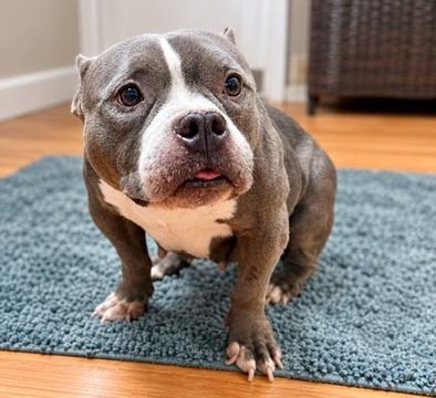Roxy, Adoptable, Senior Female American Bully.