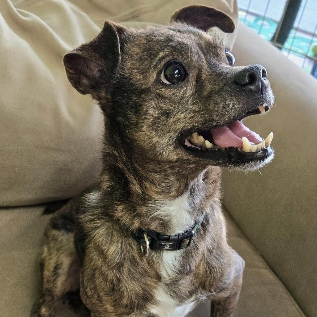 Larry, Adoptable, Adult Male Terrier.