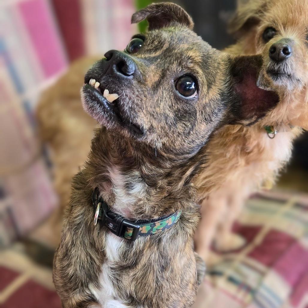 Enlarge Larry, a Adoptable Terrier in Shelby, NC image 2/5