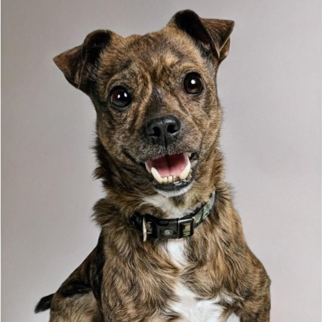 Enlarge Larry, a Adoptable Terrier in Shelby, NC image 3/5