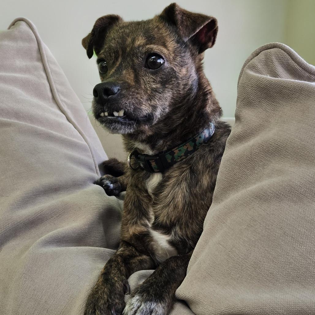 Enlarge Larry, a Adoptable Terrier in Shelby, NC image 4/5