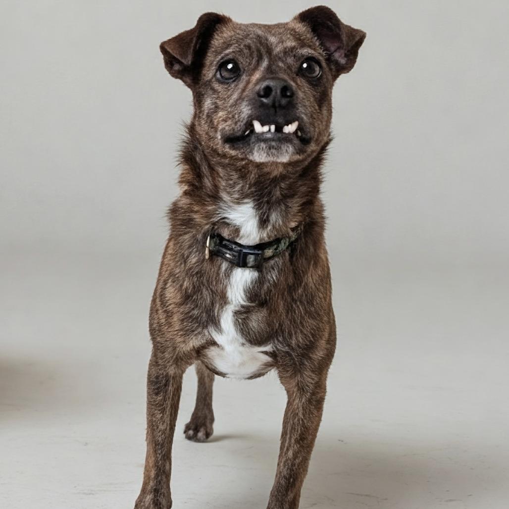 Enlarge Larry, a Adoptable Terrier in Shelby, NC image 5/5
