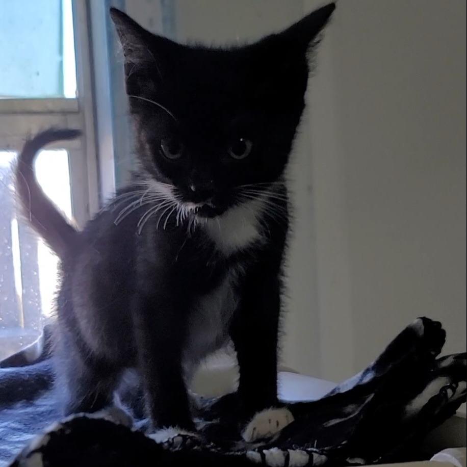 Dashing, Adoptable, Kitten Male Domestic Short Hair.