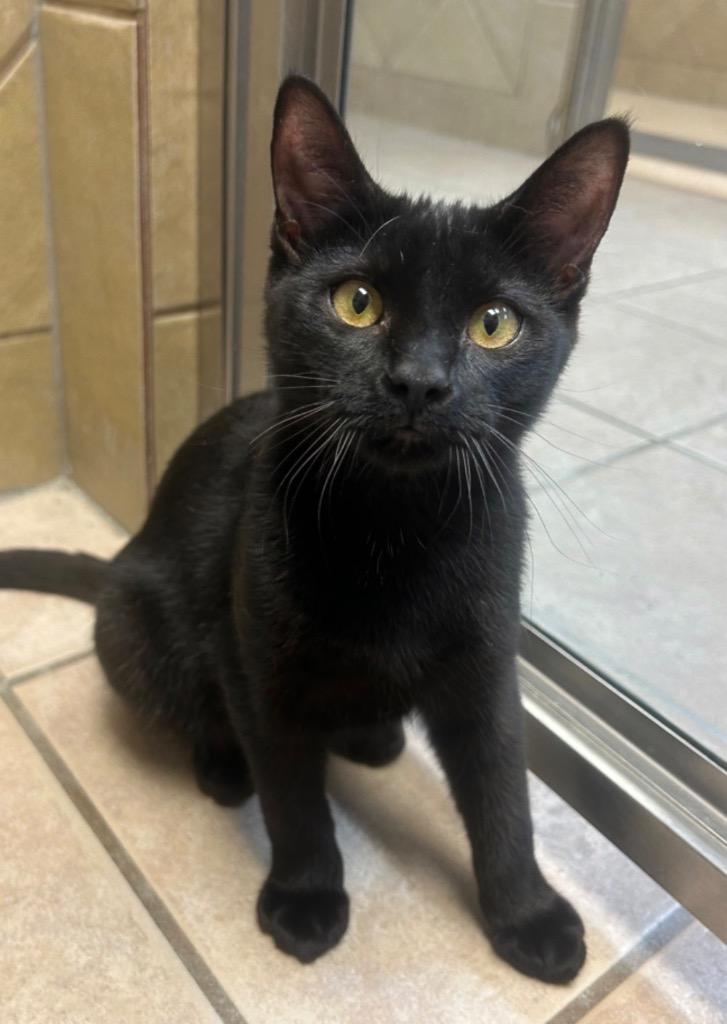 Rocco, Adoptable, Kitten Male Domestic Short Hair.