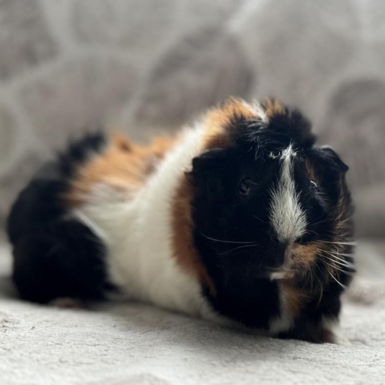 Enlarge Ash & Porkchop, a Adoptable Abyssinian in Olympia, WA image 3/6