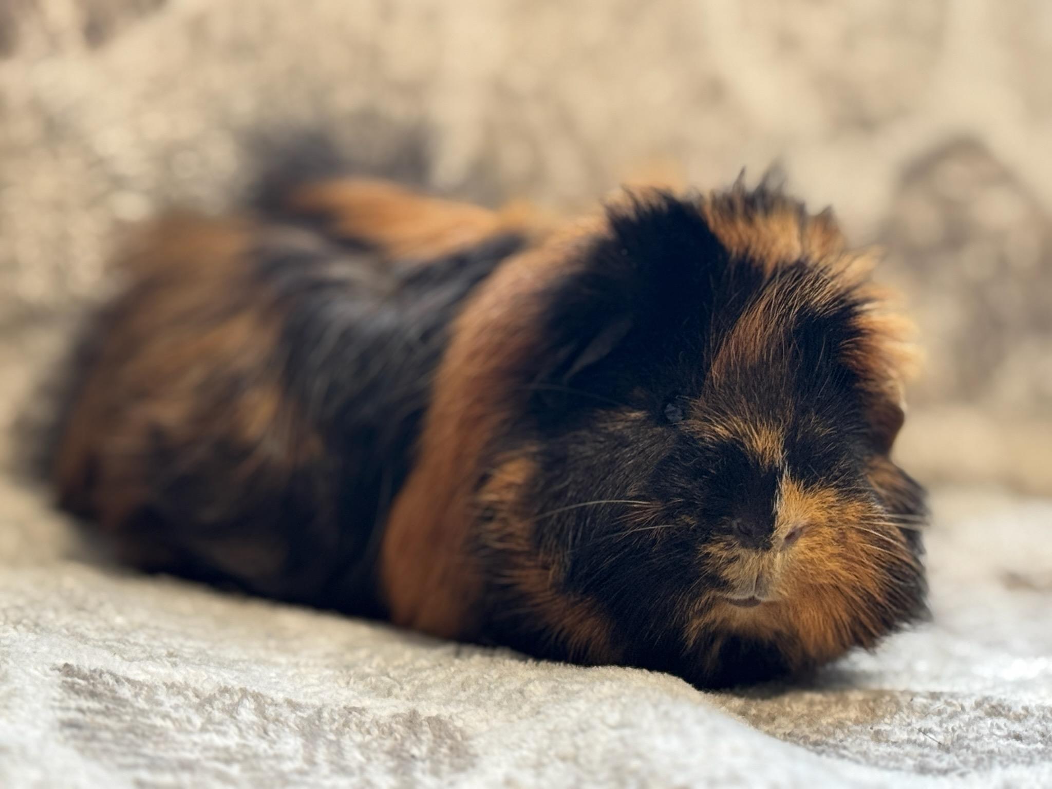 Enlarge Ash & Porkchop, a Adoptable Abyssinian in Olympia, WA image 4/6