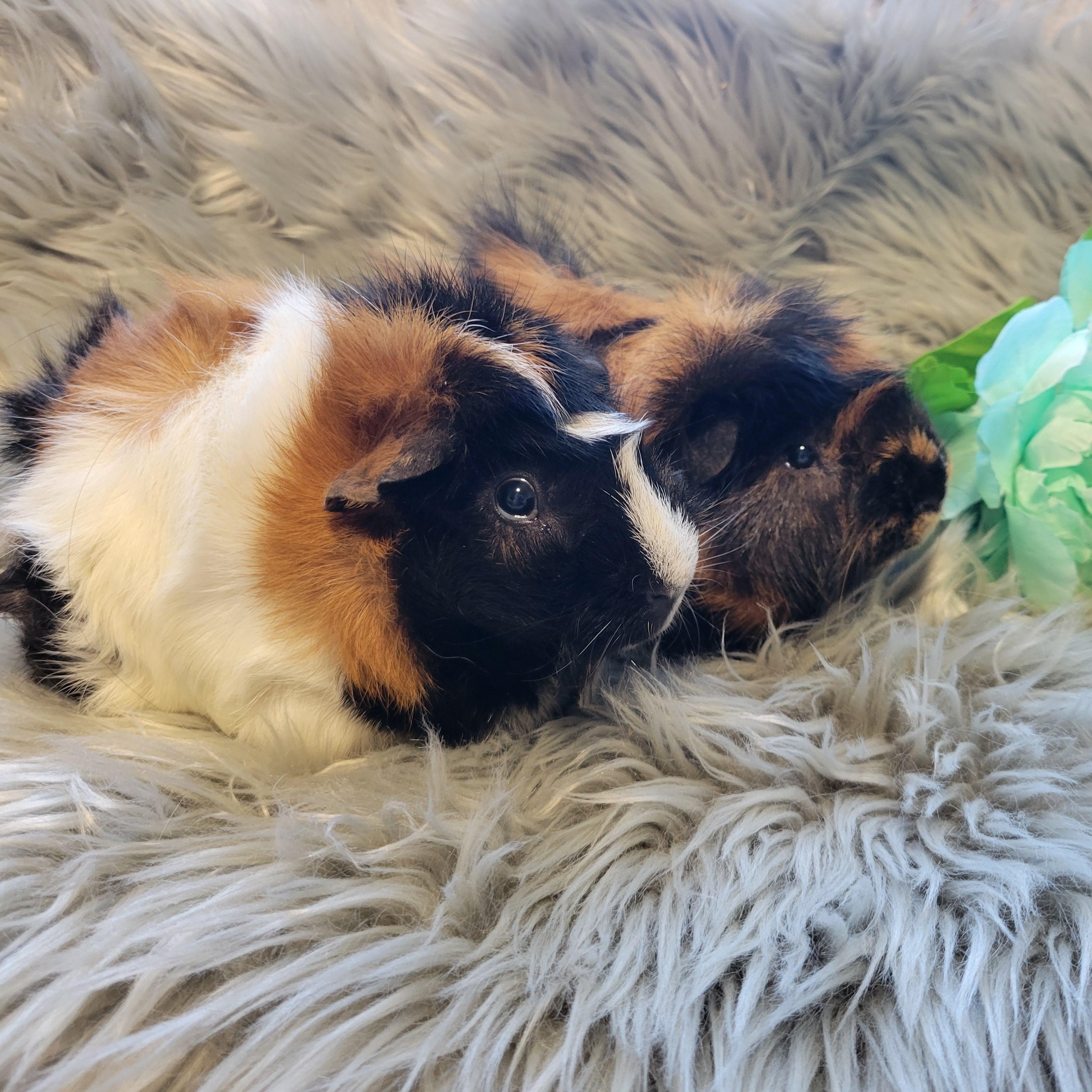 Enlarge Ash & Porkchop, a Adoptable Abyssinian in Olympia, WA image 6/6