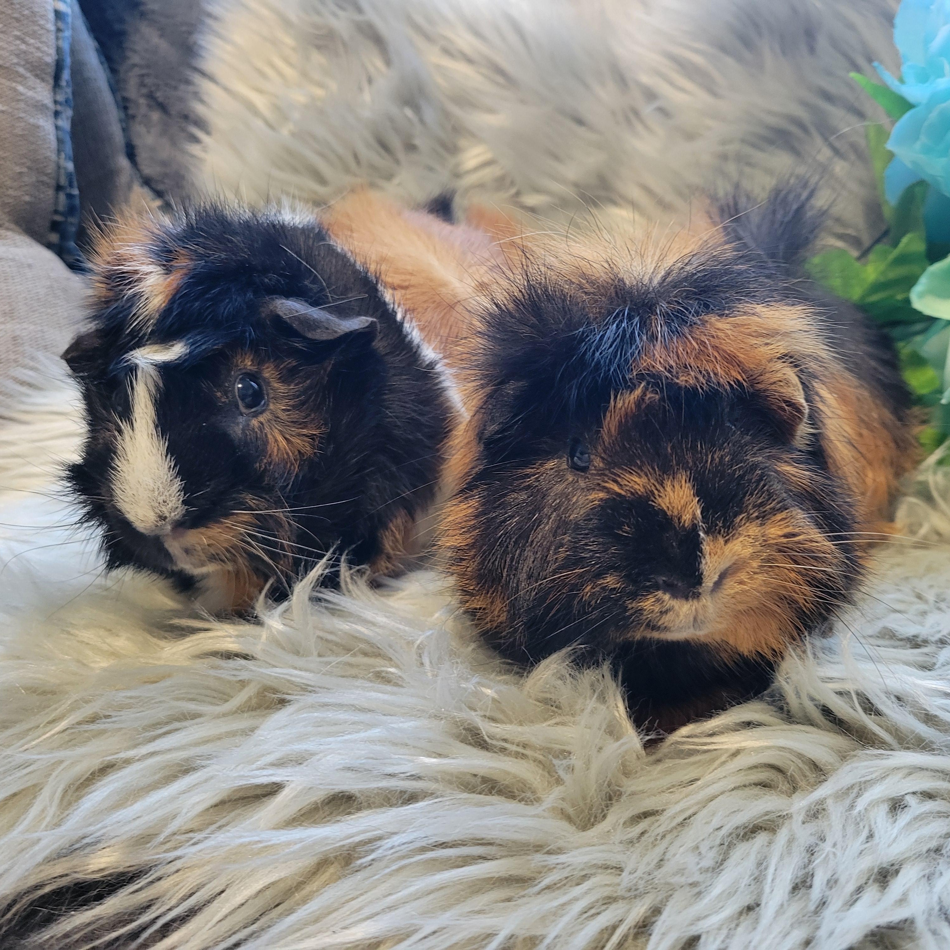 Enlarge Ash & Porkchop, a Adoptable Abyssinian in Olympia, WA image 2/6