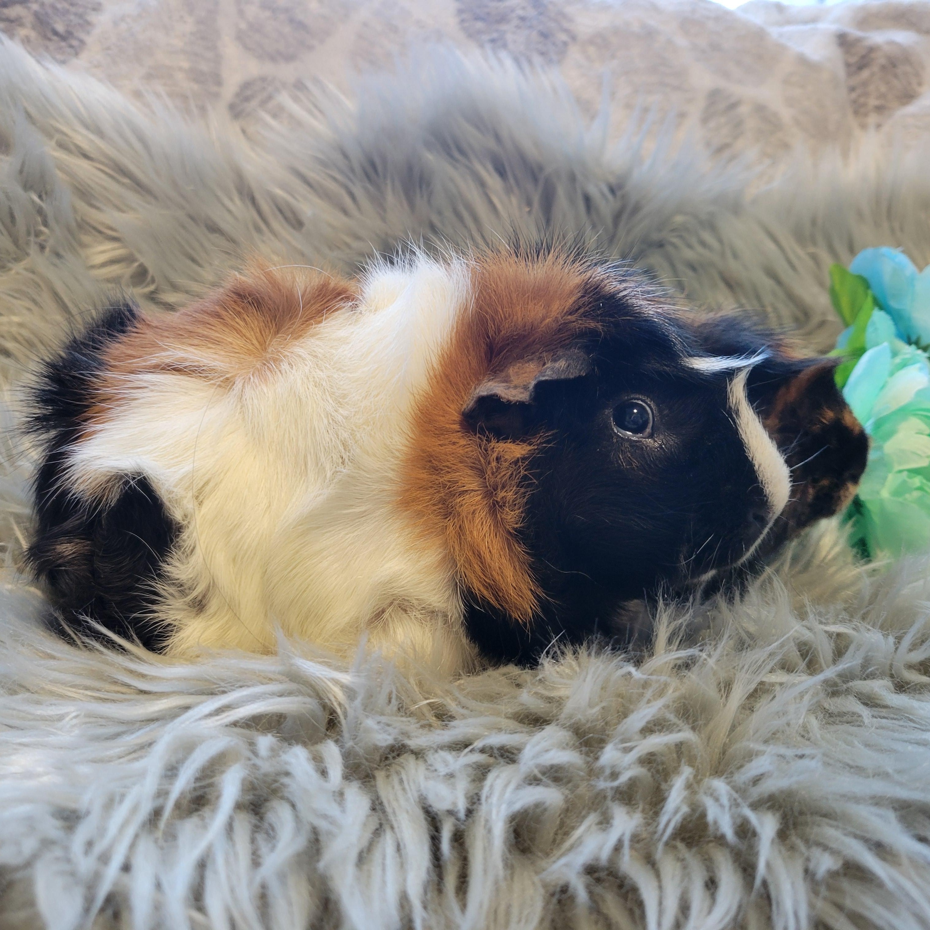 Enlarge Ash & Porkchop, a Adoptable Abyssinian in Olympia, WA image 5/6