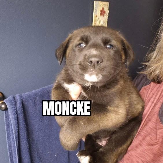 Moncke, ADOPTABLE, Puppy Male German Shepherd Dog.