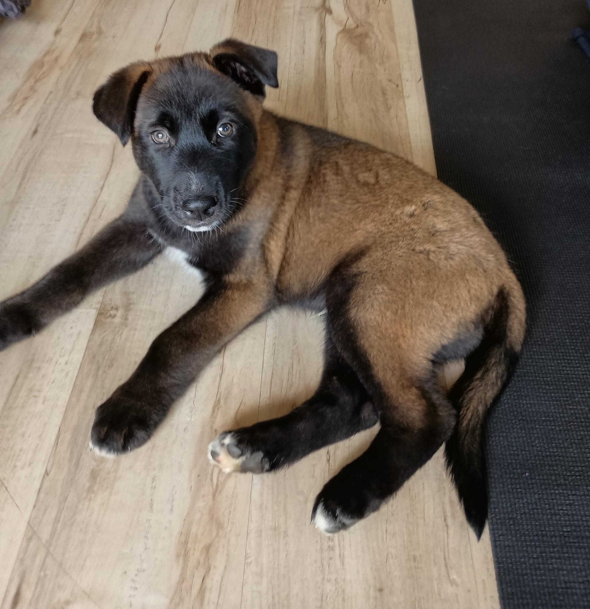 Enlarge Moncke, an adoptable mixed breed in Olympia, WA image 1/1