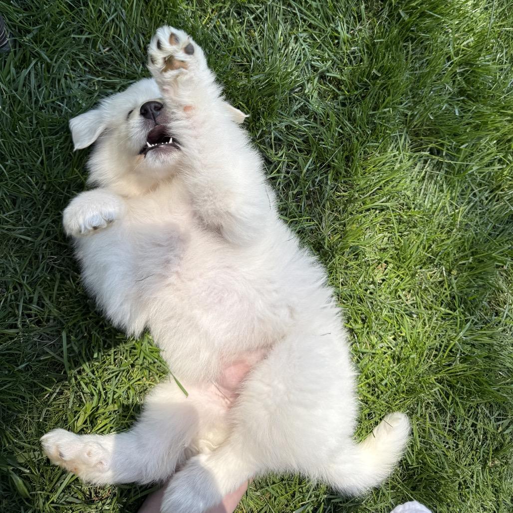 Zena, Adoptable, Puppy Female Great Pyrenees.