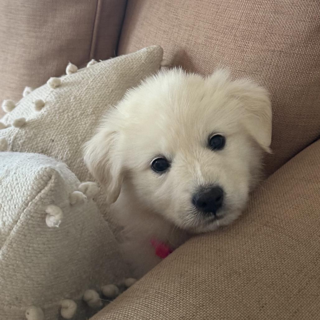 Zena, a Adoptable Great Pyrenees in St. Clair, MO image 2/6