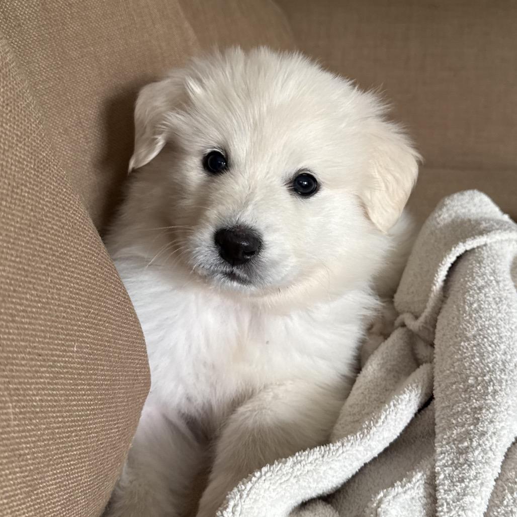 Zena, a Adoptable Great Pyrenees in St. Clair, MO image 3/6