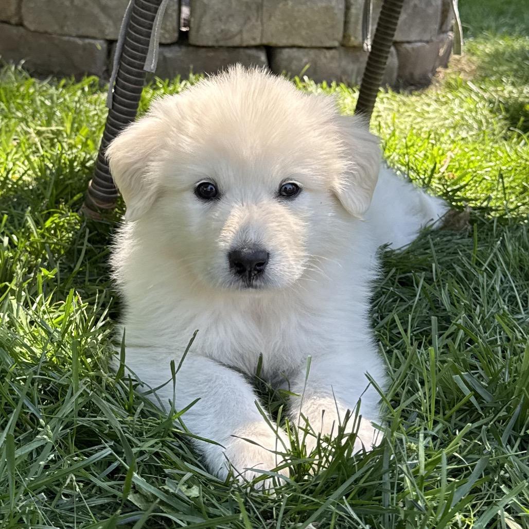 Zena, a Adoptable Great Pyrenees in St. Clair, MO image 4/6