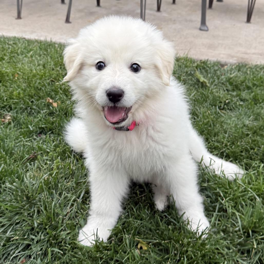 Zena, a Adoptable Great Pyrenees in St. Clair, MO image 5/6