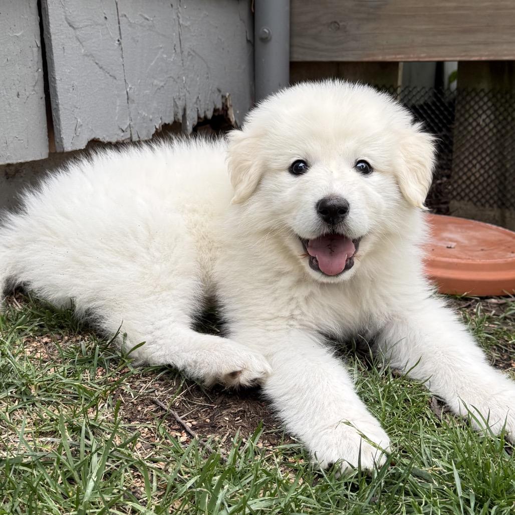 Zena, a Adoptable Great Pyrenees in St. Clair, MO image 6/6