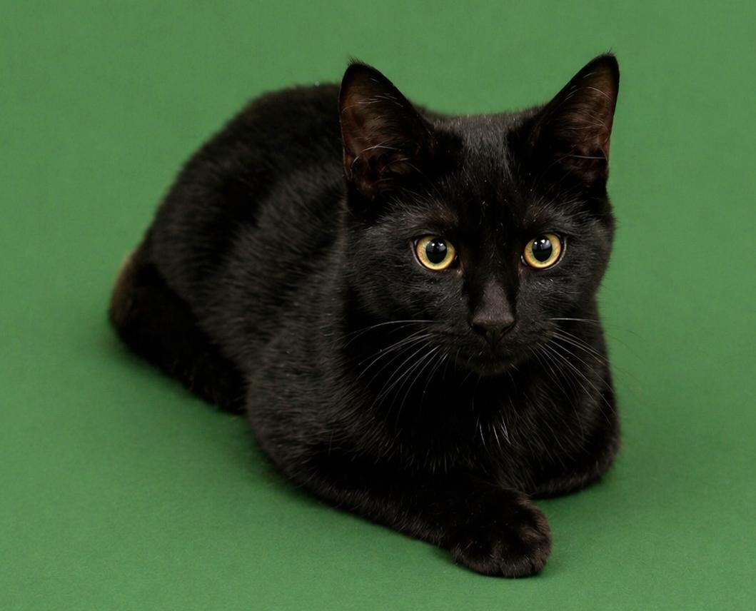 Harbour, Adoptable, Young Male Domestic Short Hair.