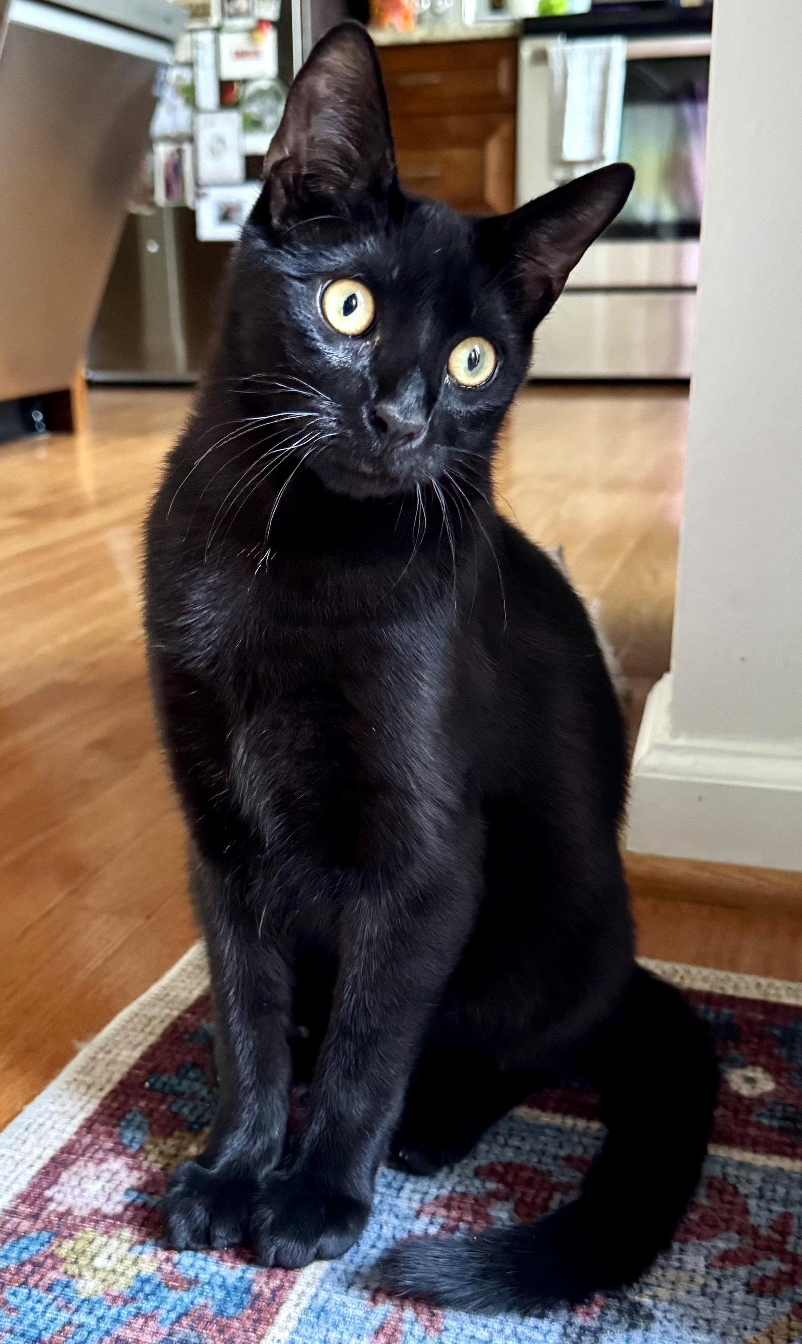 Harbour, a Adoptable Domestic Short Hair in Reston, VA image 2/3