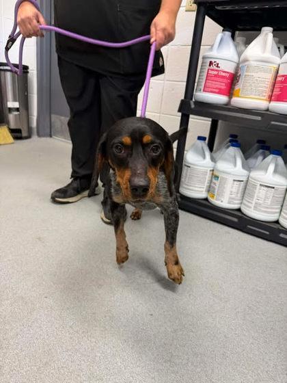 Oscar, Adoptable, Adult Male Beagle & Mixed Breed.