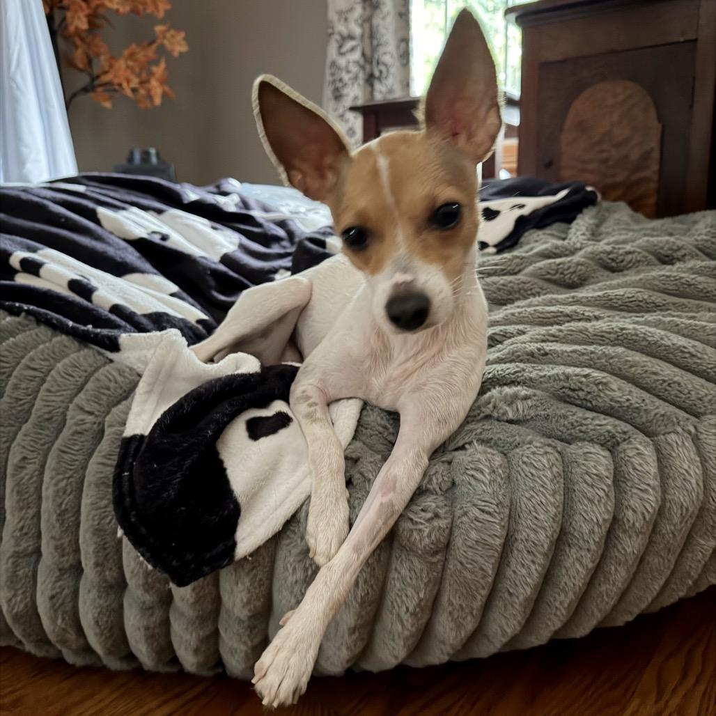 Enlarge Jill, a Adoptable Chihuahua in Chicago, IL image 1/5