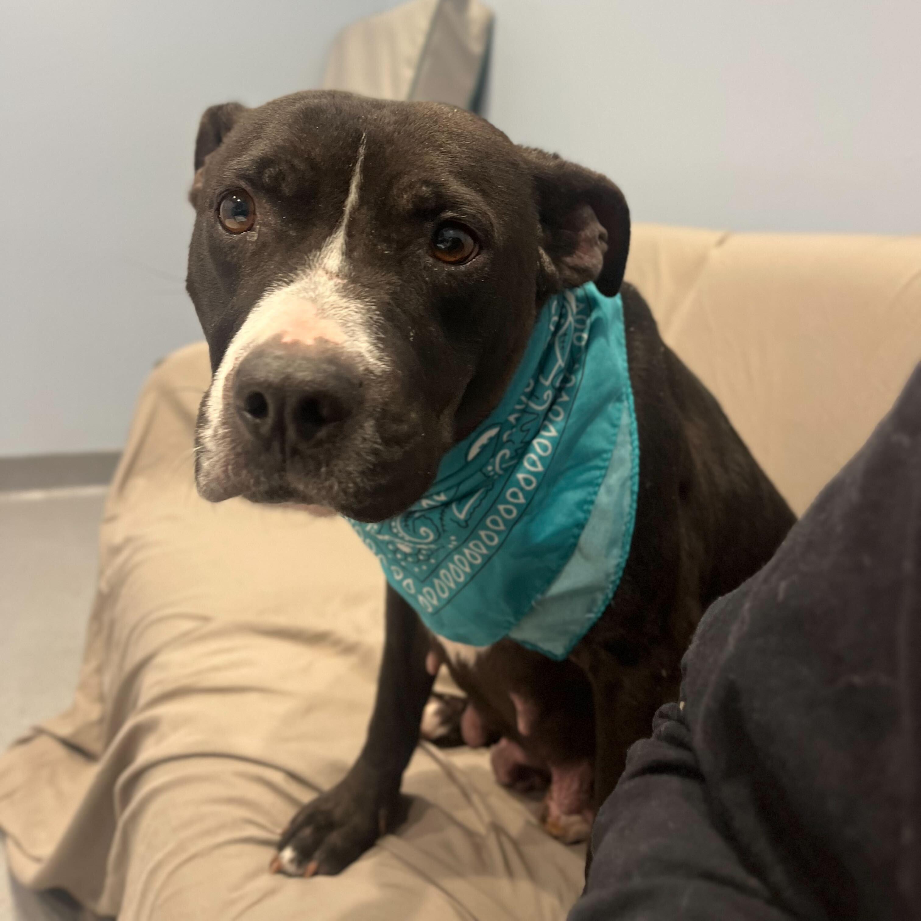 Elle, ADOPTABLE, Adult Female Mixed Breed.