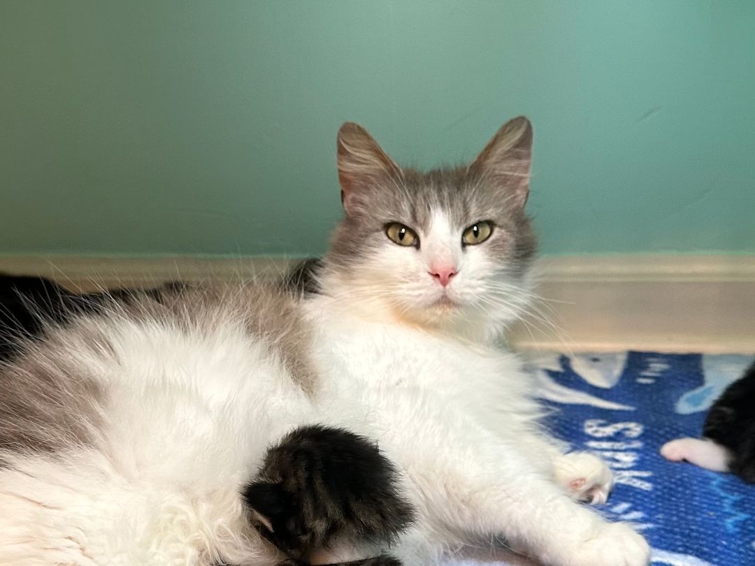 Kahoku, Adopted, Adult Female Extra-Toes Cat / Hemingway Polydactyl & Domestic Long Hair.