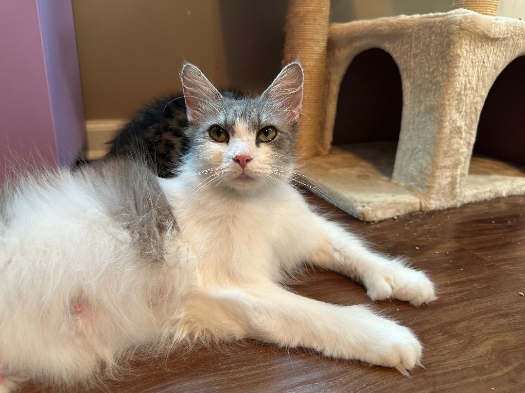 Kahoku, a Adopted mixed breed in Downers Grove, IL image 2/10