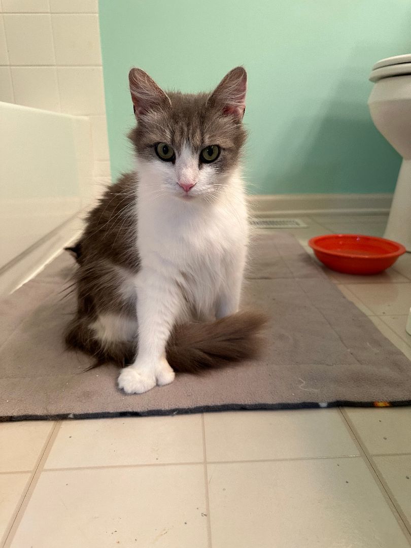 Kahoku, a Adopted mixed breed in Downers Grove, IL image 3/10