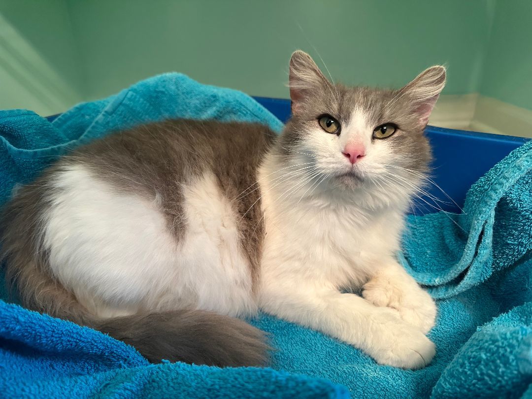 Kahoku, a Adopted mixed breed in Downers Grove, IL image 4/10