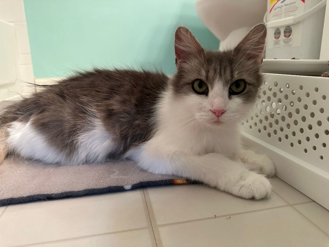 Kahoku, a Adopted mixed breed in Downers Grove, IL image 5/10