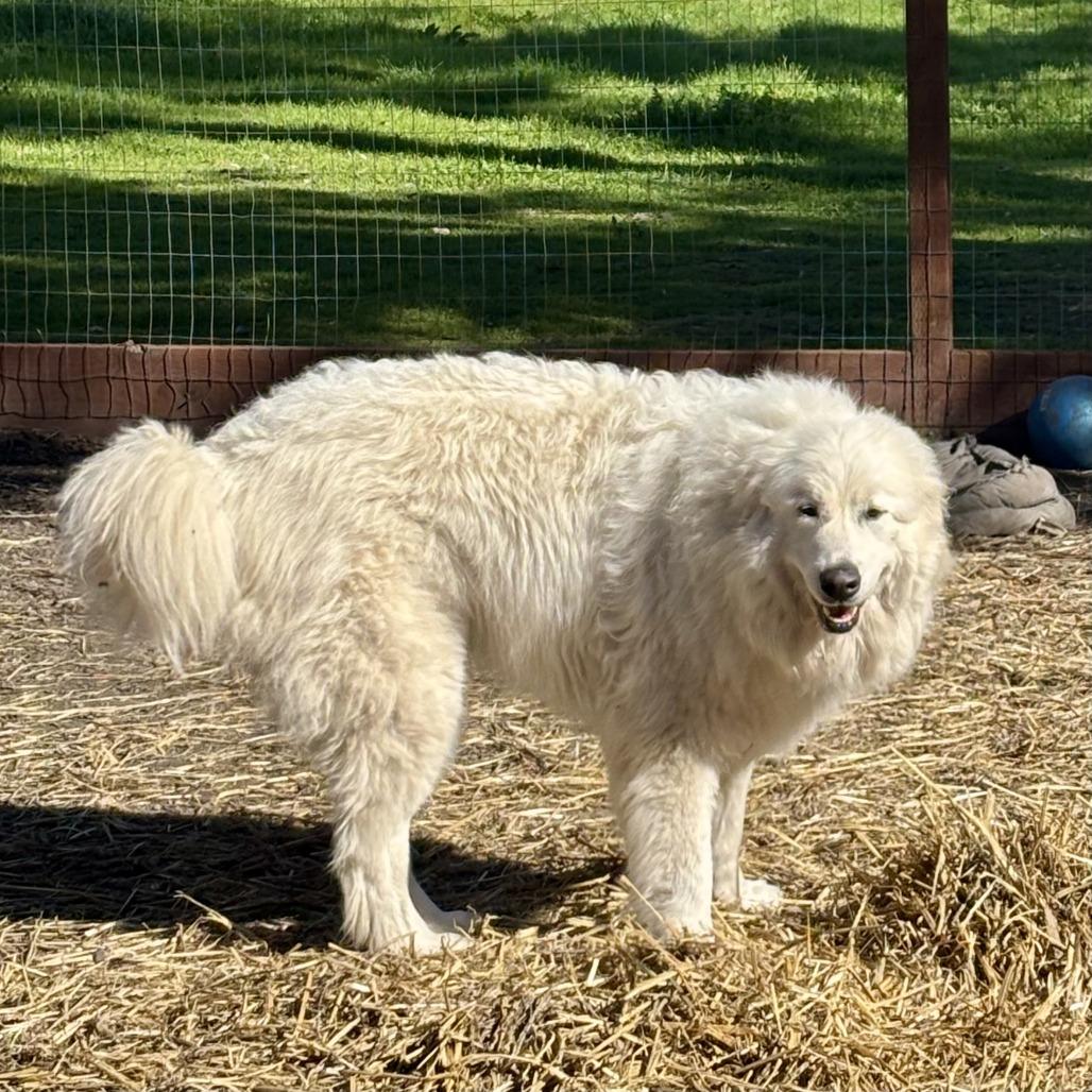 Buffy, Adoptable, Adult Female Great Pyrenees.