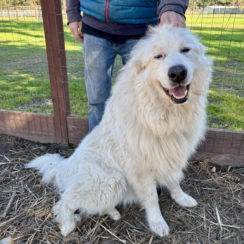 Enlarge Buffy, a Adoptable Great Pyrenees in Sonoma, CA image 2/4