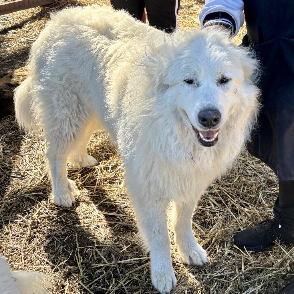 Enlarge Buffy, a Adoptable Great Pyrenees in Sonoma, CA image 3/4