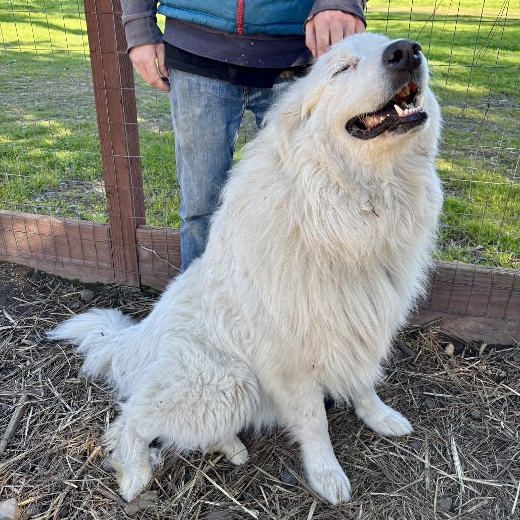 Enlarge Buffy, a Adoptable Great Pyrenees in Sonoma, CA image 4/4