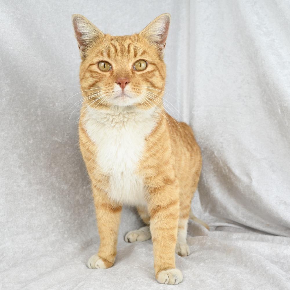 Enlarge Pimento, a Adoptable Domestic Short Hair in Mobile, AL image 1/6