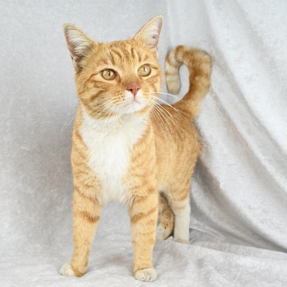 Enlarge Pimento, a Adoptable Domestic Short Hair in Mobile, AL image 2/6