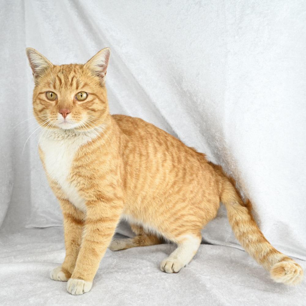Enlarge Pimento, a Adoptable Domestic Short Hair in Mobile, AL image 3/6