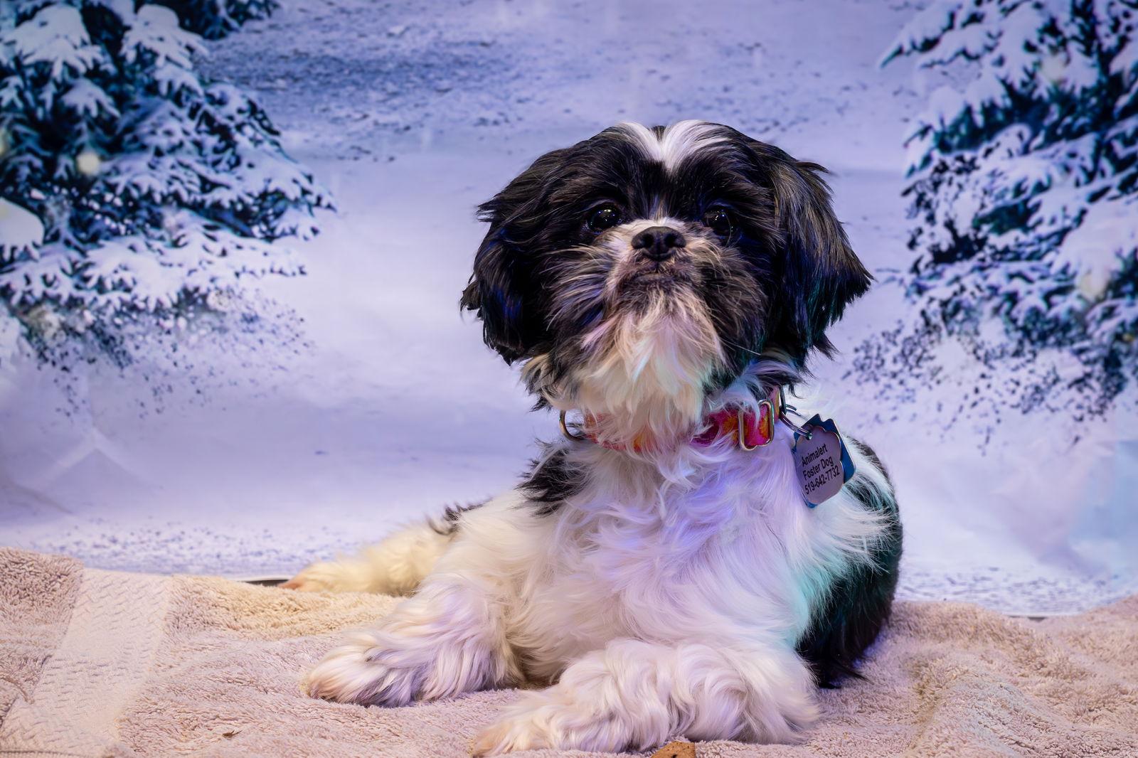 Millie, Adoptable, Adult Female Shih Tzu.