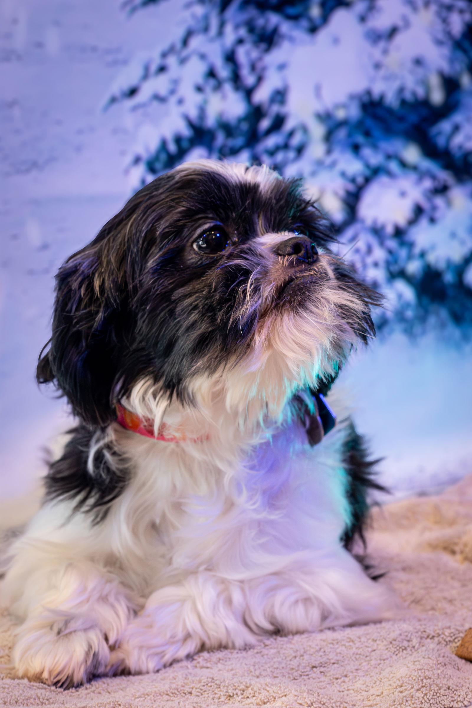 Enlarge Millie, a Adoptable Shih Tzu in London, ON image 2/3