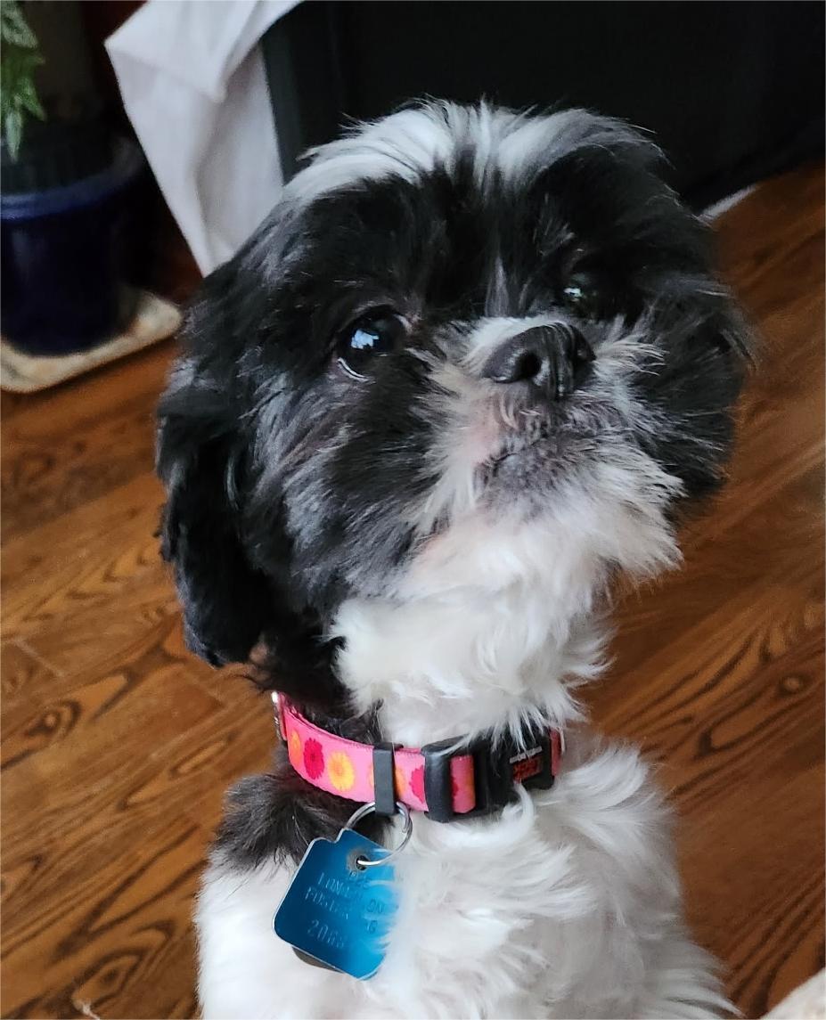 Enlarge Millie, a Adoptable Shih Tzu in London, ON image 3/3