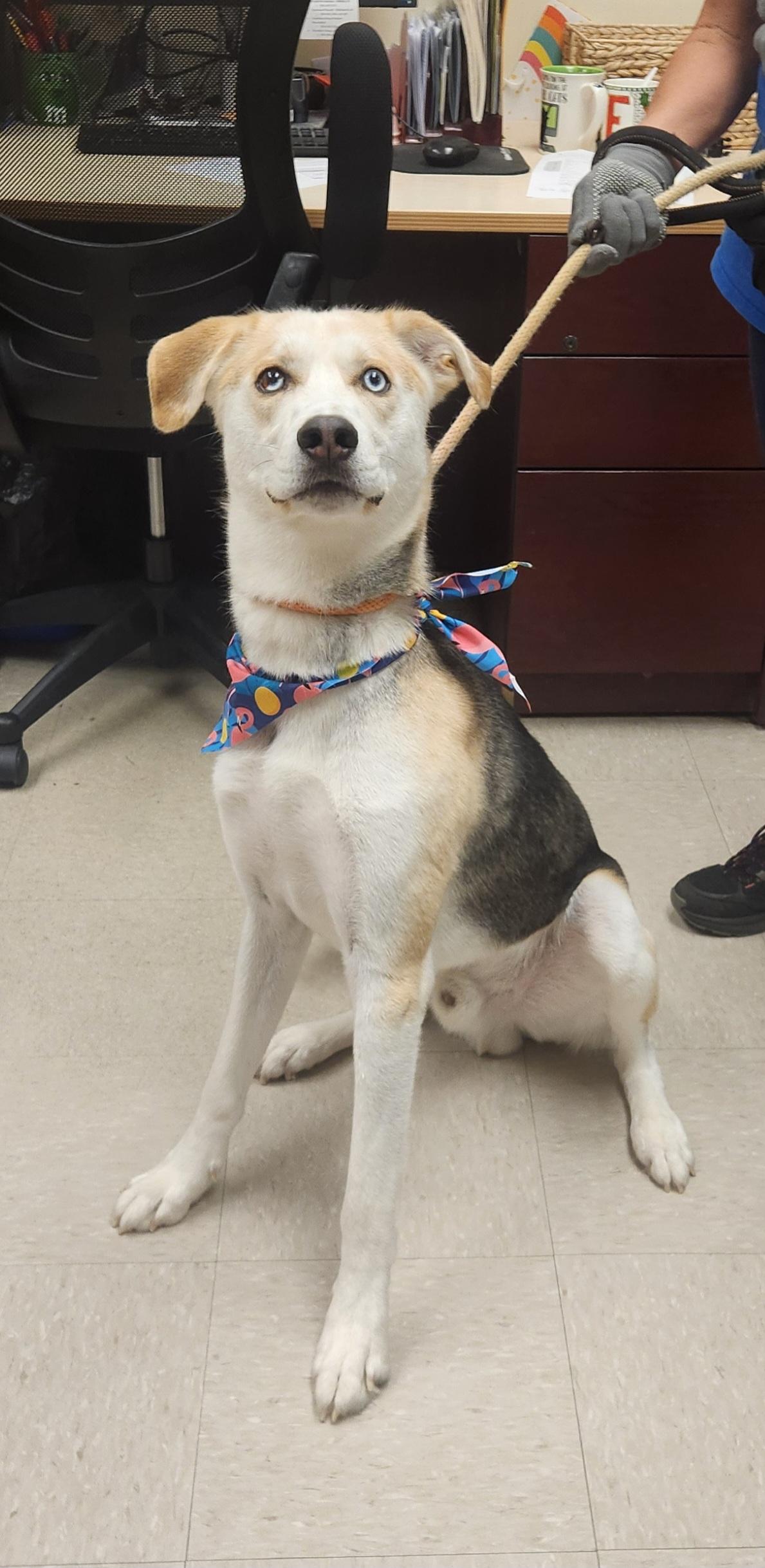 Cyrus, a ADOPTABLE Husky in Clayton, NJ image 3/3